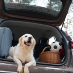 Consejos para Viajar con un Perro